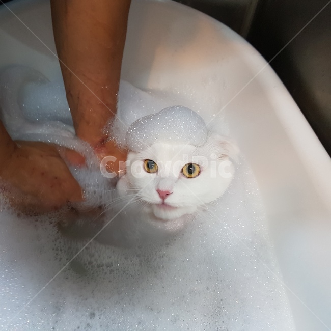 고양이,고양이미용,장모묘,하일랜드폴드,cat,bath,catbath,거품,bubble