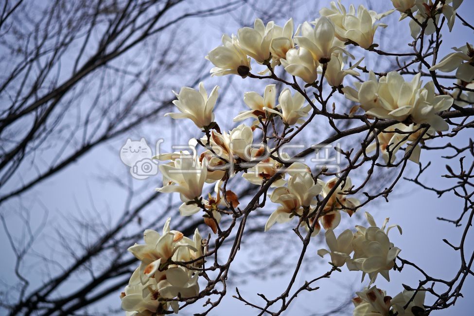 목련,백목련,봄꽃,계절,flower