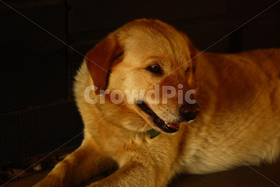 반려동물,골든리트리버,대형견,따뜻함,부드러움,fat,dog,golden,warm