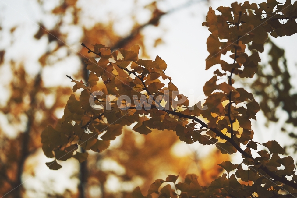 가을,나무,은행,은행나무,은행잎,감성,감성사진,autumn,fall,tree,노을,저녁,해질녘,나뭇가지,자연,nature