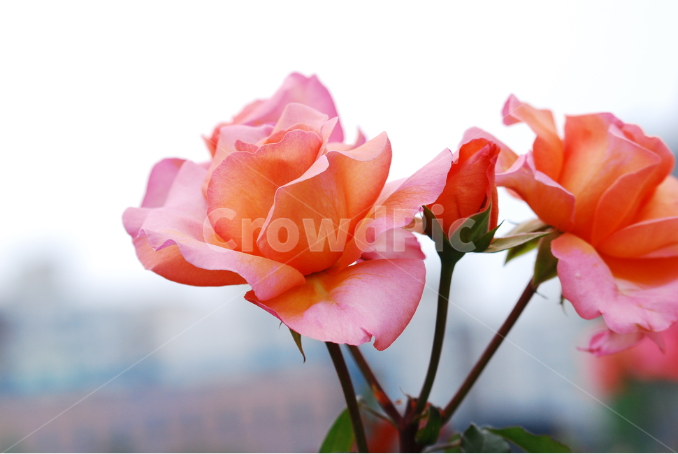 장미,장미꽃,로즈,꽃,아름다움,예쁜,플라워,데코레이션,꽃송이,꽃잎,feeling,rose,flowers,5월,계절의여왕,가시,가든,정원,앞뜰,장미원,장미축제,BEAUTIFUL,plant,garden,핑크색장미,두송이,식물,자연,plants,nature,꽃,flower