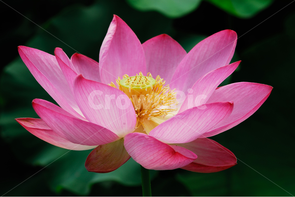 식물,plant,꽃,flower,연꽃,식물,자연,plants,nature,꽃,flower