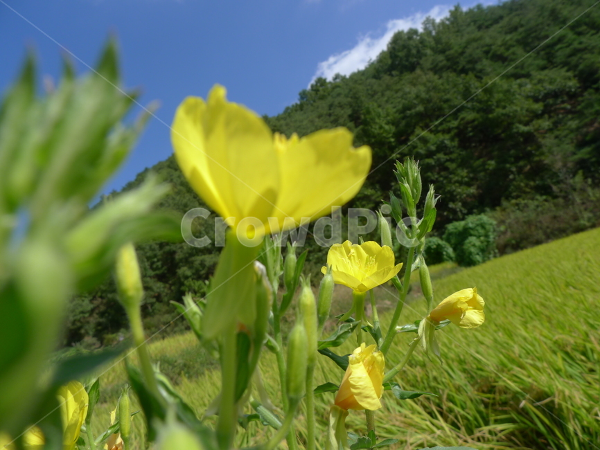 봄꽃,들꽃,노란꽃,아기꽃,초록초록,논,파란한늘,들판,따뜻한봄,살랑바람,자연,노랑,초록