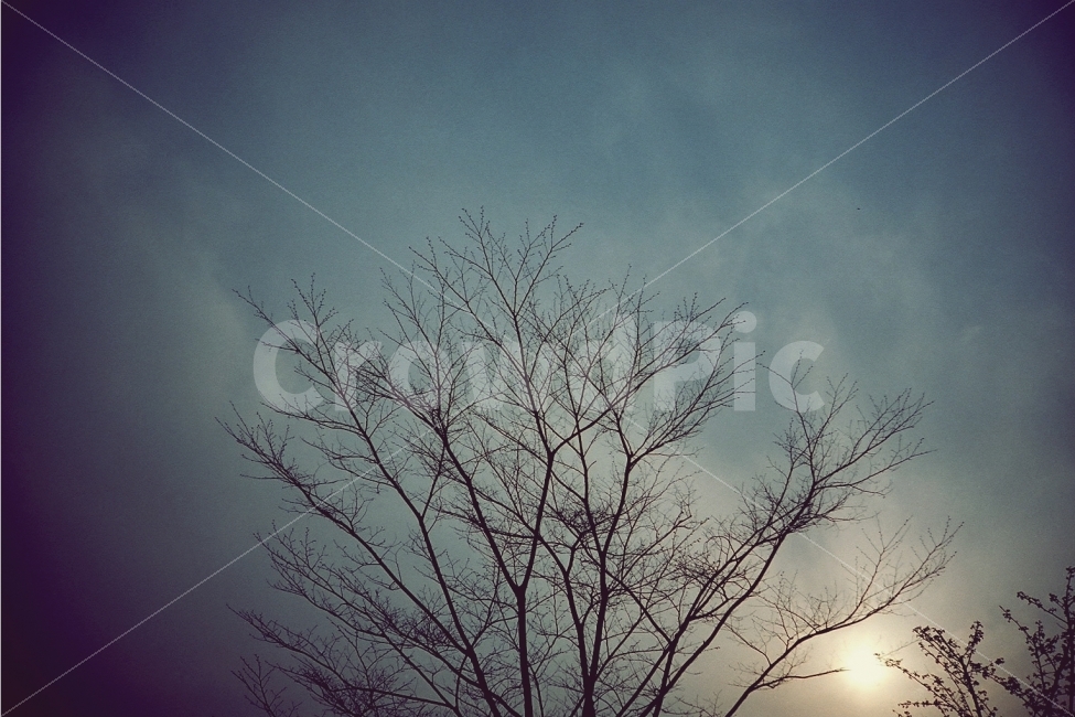 나무,역광,겨울나무,필름,로모,비네팅,식물,자연,plants,nature,감성,sensible,feeling
