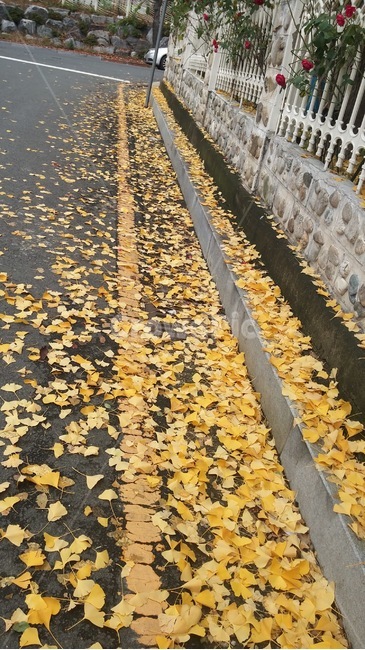 은행잎,풍경,yellow,길,노랑,가을,계절,fall,autumn,season