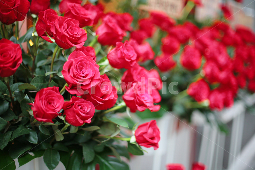 flower,꽃,plant,식물,장미,빨간장미,로즈,식물,자연,plants,nature,꽃,flower