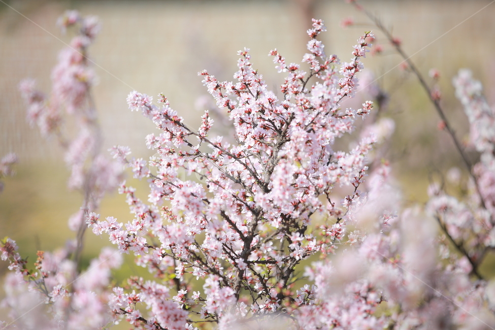 벚꽃,꽃,새싹,봄,벚꽃놀이,하늘,분홍색,분홍색꽃,캐논,5dmark3,봄,계절,spring,season,식물,자연,plants,nature,꽃,flower,plant,blossom