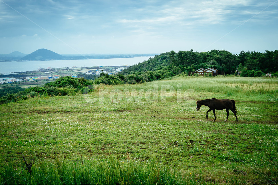 제주도,제주,말,풍경,힐링,녹초,평화로운,동물,animal,포유류,mammal