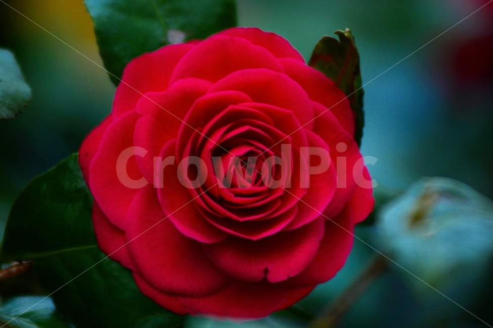 꽃,자연,식물,동백,풍경,식물,자연,plants,nature,꽃,flower