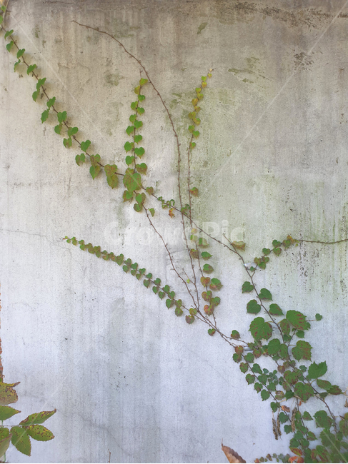 덩굴,덩쿨,담쟁이,담쟁이덩쿨,담쟁이덩굴,ivy,redivy,greenivy,plant,climbing