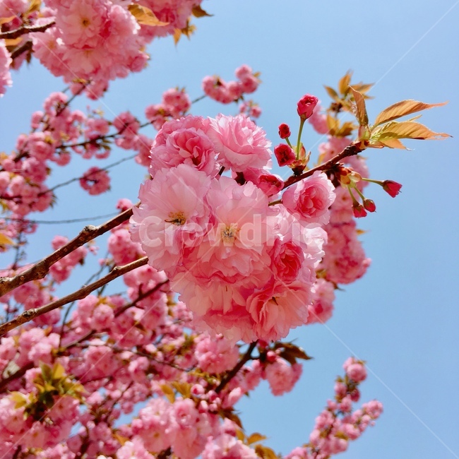 봄,벚꽃,꽃,겹벚꽃,하늘,봄,계절,spring,season,식물,자연,plants,nature,꽃,flower,plant,blossom