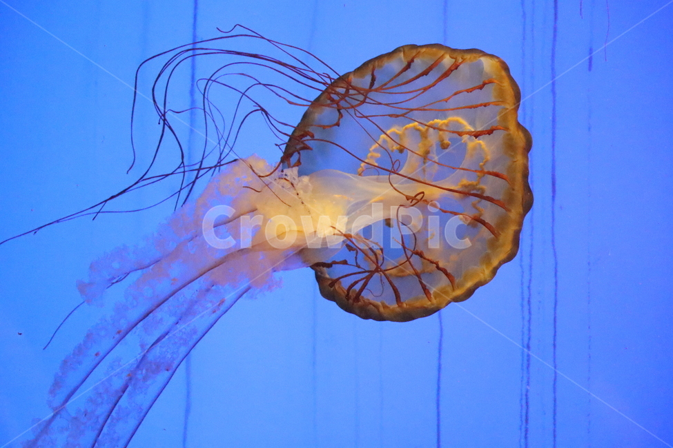 해파리,바다,생물,젤리피쉬,jellyfish,동물,animal,어류,물고기,fish