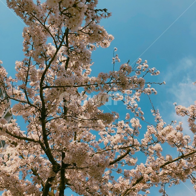 봄,벚꽃,하늘,나무,구름,봄,계절,spring,season,plant,식물,blossom,꽃,flower