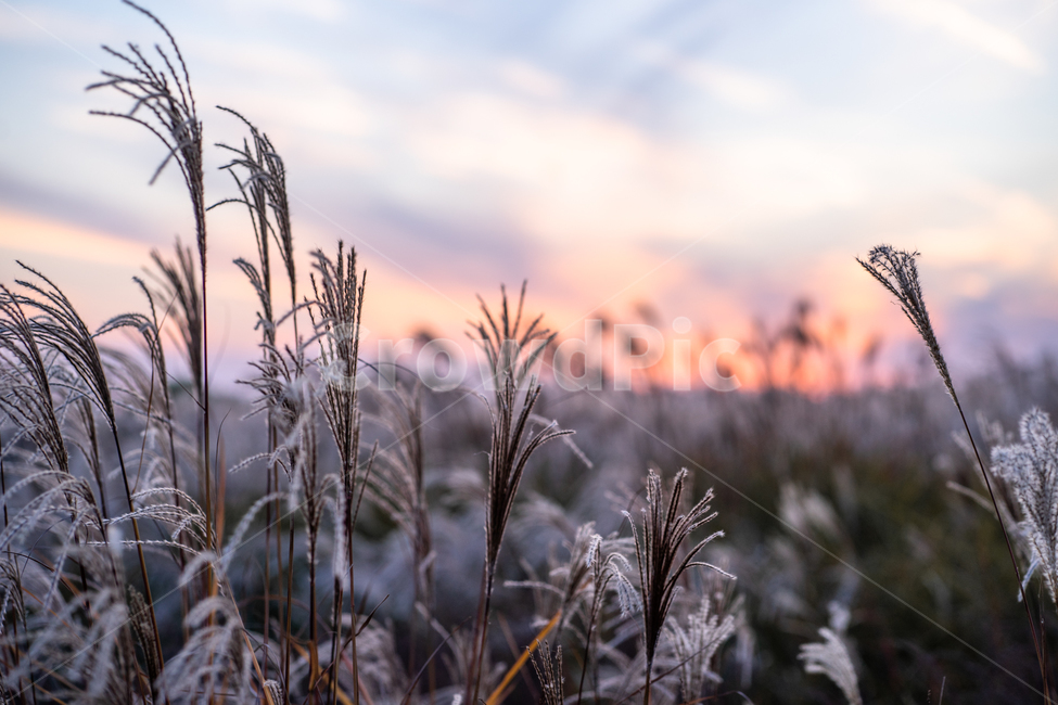 억세,하늘공원,차가운,노을,겨울,하늘,공원,바람,겨울,계절,winter,season,식물,자연,plants,nature,감성,sensible,feeling,색깔,색상,색채,색감,color sense,color sensitivity,feeling of color