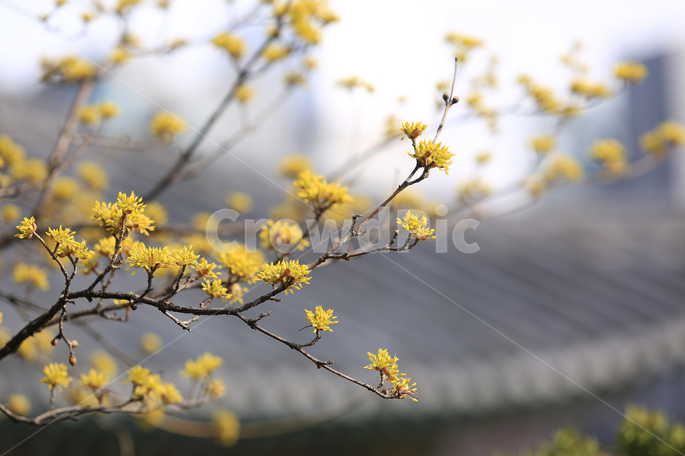 봄,산수유,꽃,노랑,지붕,절,spring,flower,yellow,roof,temple,식물,자연,plants,nature,꽃,flower