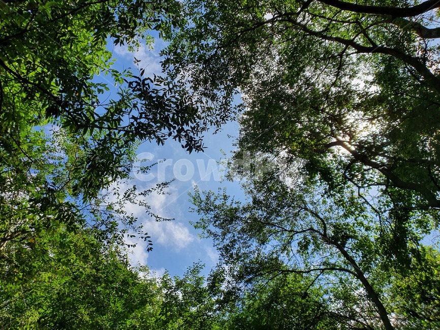 나무,tree,자연,풍경,하늘,자연,풍경,nature,landscape
