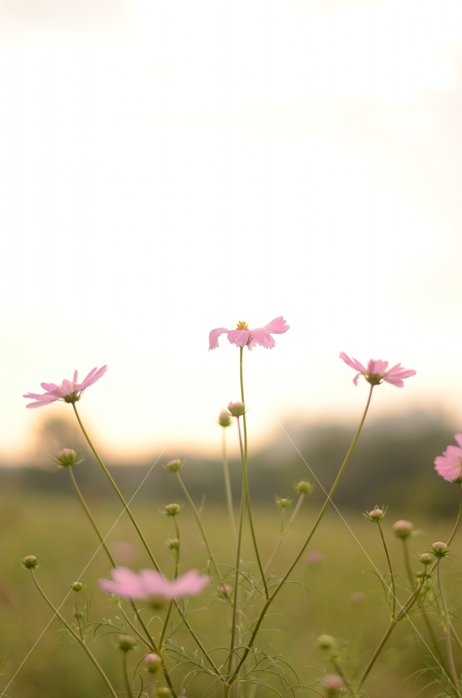 코스모스,가을,꽃,꽃사진,식물,자연,계절,fall,autumn,season,plants,nature,flower,아웃포커스,가을,계절,fall,autumn,season,식물,자연,plants,nature,꽃,flower,blossom,petal,꽃잎,plant,geranium,제라늄