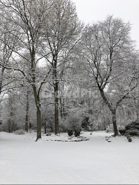 숲,겨울,나무,눈,눈꽃나무,겨울,계절,winter,season