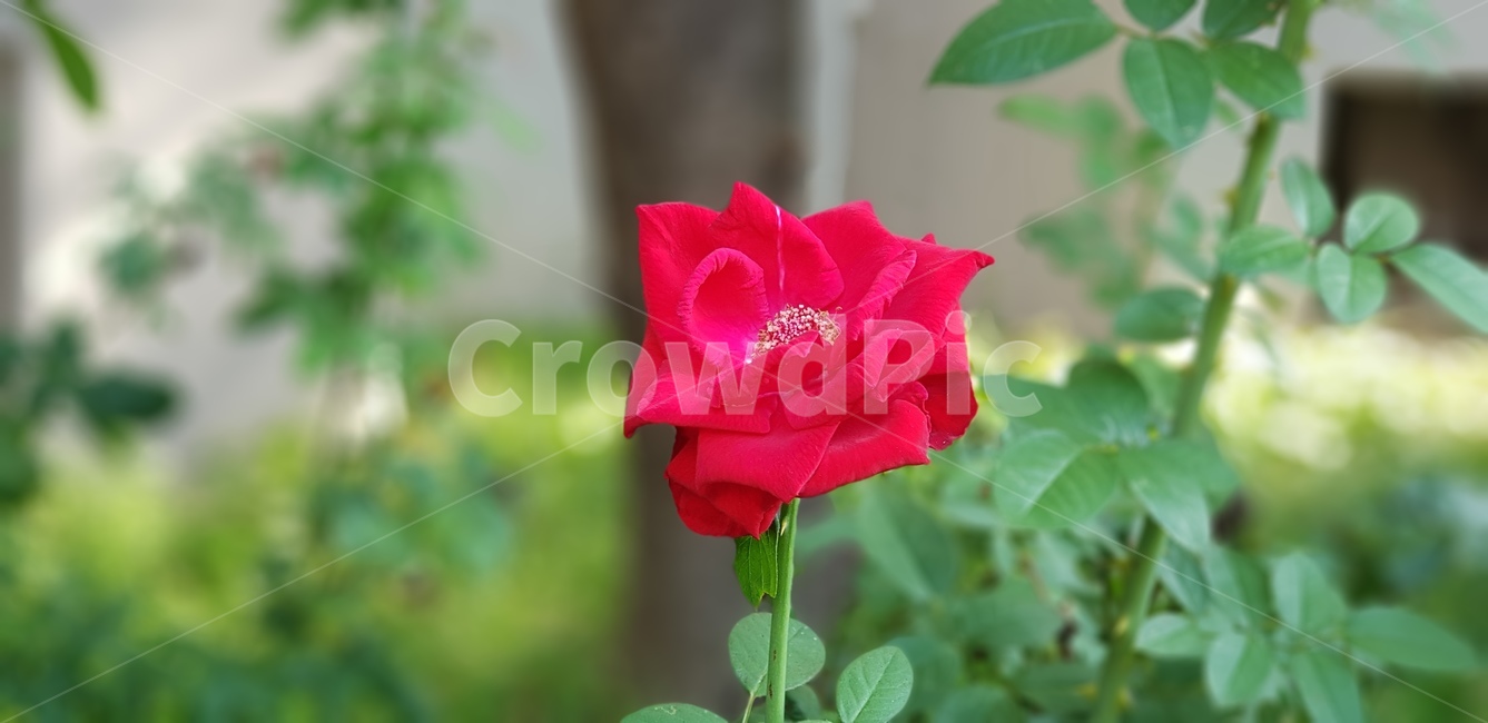 꽃,장미,빨간,초록,가시,잎사귀,줄기