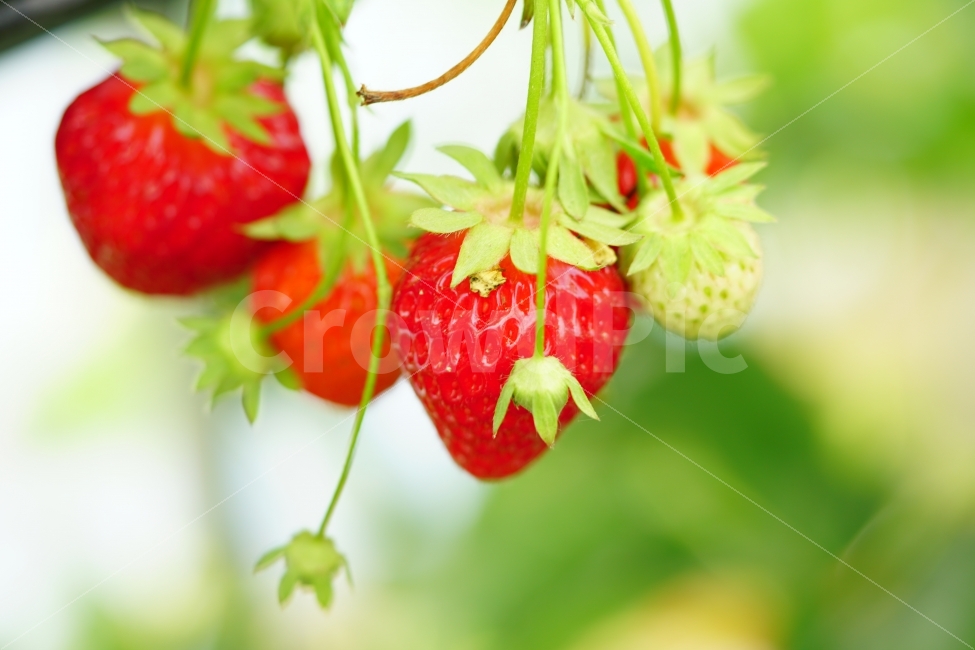 딸기,과일,열매,식물,자연,빨강,fruit,strawberry,nature,red,식물성,과실,농장,농작물,농산물,빨간,빨강색,빨간색,맛있는,맛있다,싱싱한,싱싱한다,수확,재배,과수원,음식,식재료,요리,food,cook,meal,dishes,food reserves,과일,열매,fruit,채소,야채,vegetables
