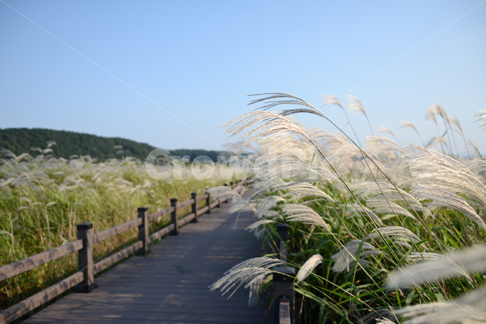 억새,flamegrass,가을,하늘,맑은날,sunny,bluesky,가을,계절,fall,autumn,season,자연,풍경,nature,landscape,grass,잔디,plant,식물,lawn