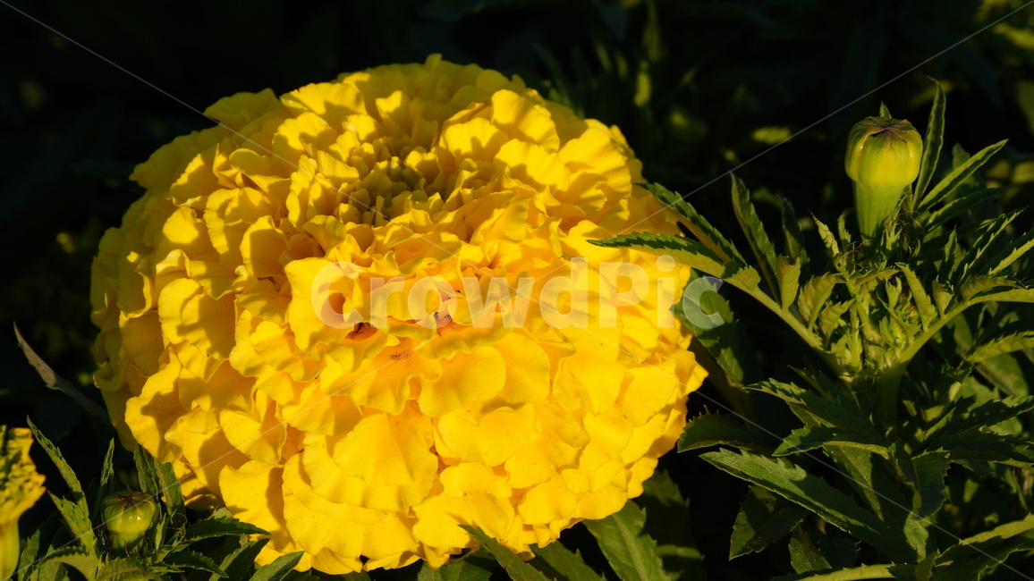 천수국,아프리칸메리골드,꽃,꽃길,꽃축제,식물,자연,plants,nature,꽃,flower