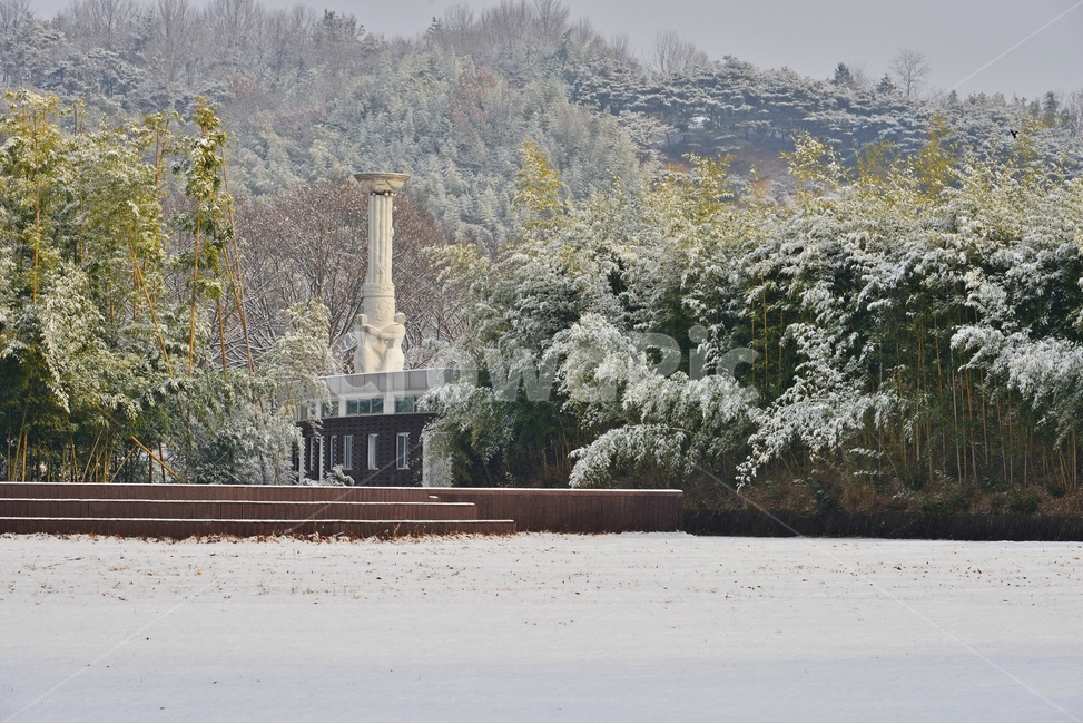 plant,식물,tree,나무,winter,겨울,blizzard,눈보라,nature,자연,outdoors,옥외,snow,눈,담양,관방천,관방제림,관방천설경,관방제림설경,대나무
