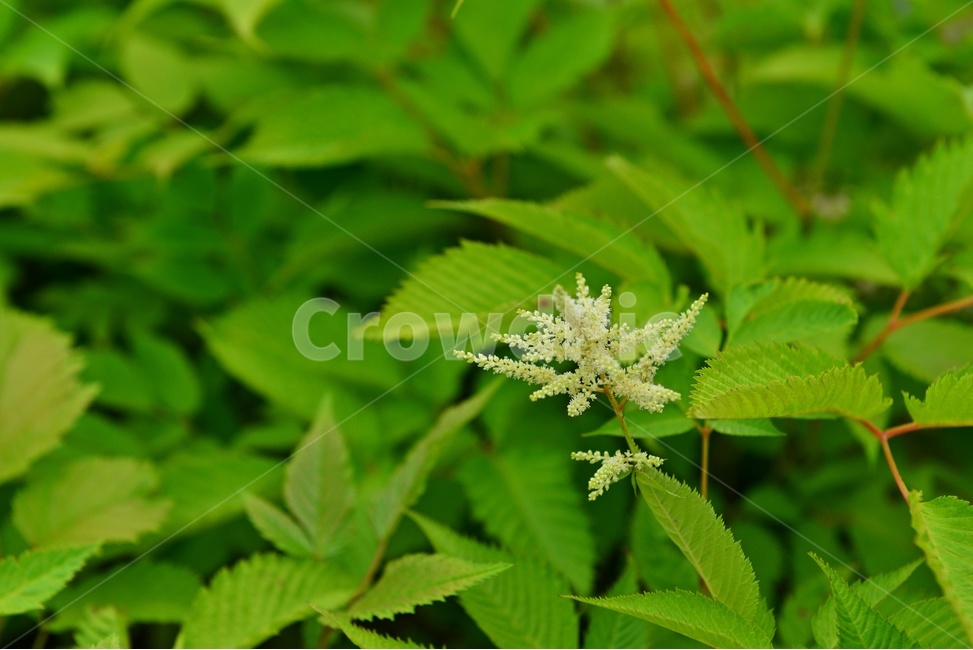 광주,서구,공원,풍암저수지,풍암공원,nature,자연,outdoors,옥외,plant,식물,승마,약용,관상용,field,들,blossom,flower,꽃