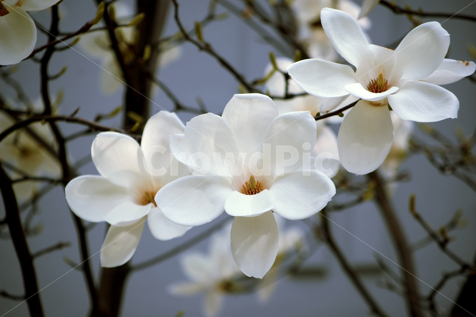 꽃,목련,흰색,흰꽃,봄,만개,봄,계절,spring,season,식물,자연,plants,nature,꽃,flower,plant,blossom,petal,꽃잎