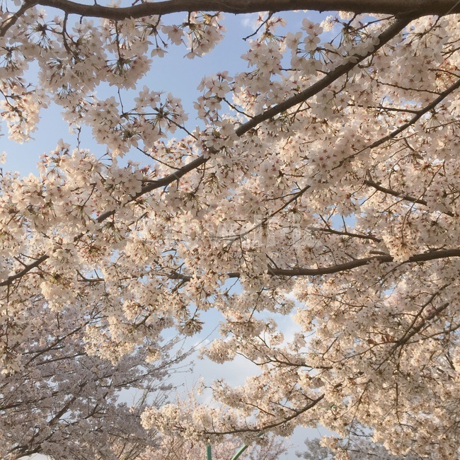 식물,blossom,꽃,flower,핑크,하늘,벚꽃