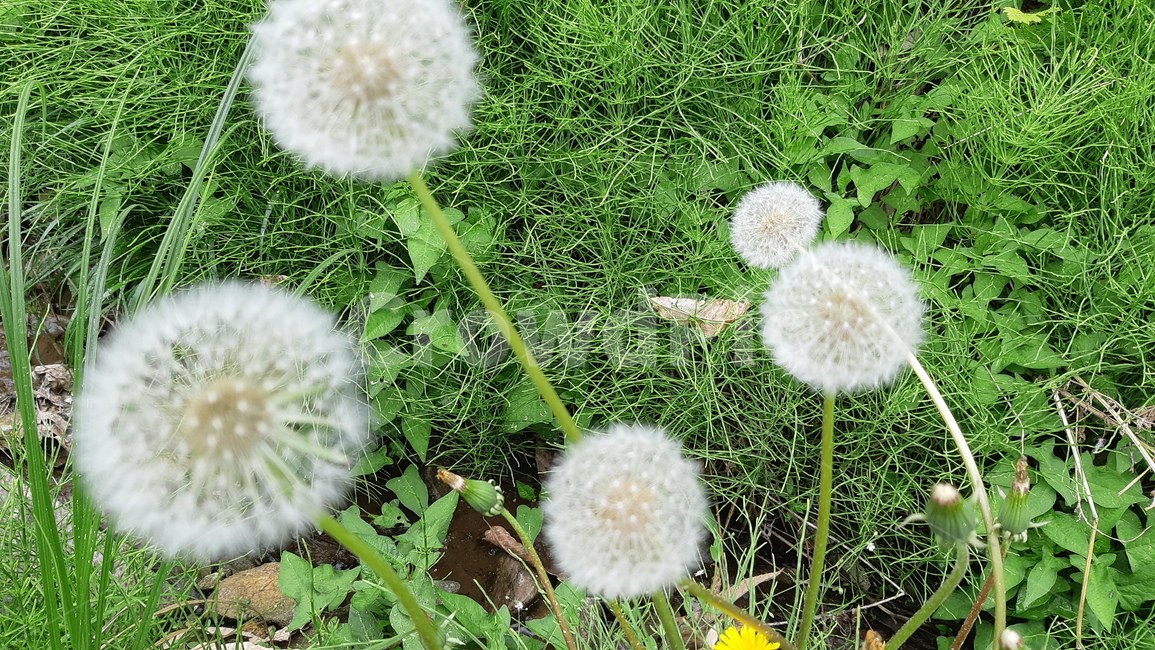 plant,식물,민들레,dandelion,blossom,꽃,flower,민들레씨,민들레홀씨