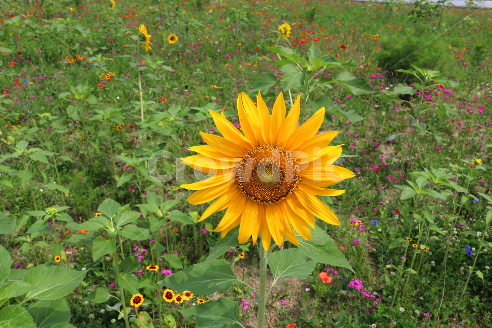 꽃,해바라기,해바라기꽃,식물,국화과,속씨식물,식물,자연,plants,nature,꽃,flower