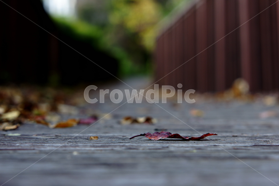 fallen,fallen leaves,forgotten,Alone,Emotional photo