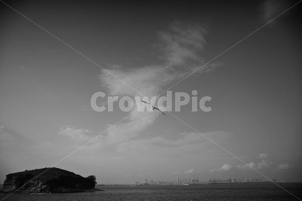 갈매기,하늘,섬,구름,바다,자연,풍경,nature,landscape,동물,animal,조류,새,birds,흑백,모노톤,monochrome,black and white,adventure,모험,leisure activities,레저 활동,flying,나는,bird