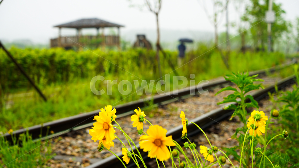 꽃,들꽃,야생화,비,봄비,노란꽃,식물,자연,plants,nature,꽃,flower