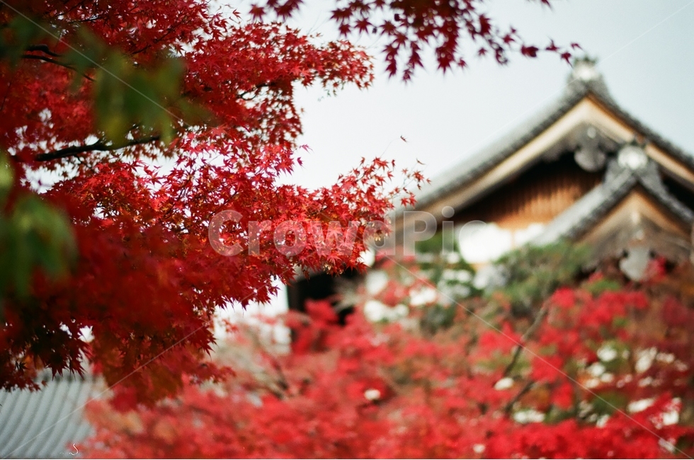 하늘,붉은색,단풍,가을,지붕,가을,계절,fall,autumn,season,해외,외국,세계,foreign,oversea,world,식물,자연,plants,nature,감성,sensible,feeling,plant,leaf,잎,tree,나무,maple