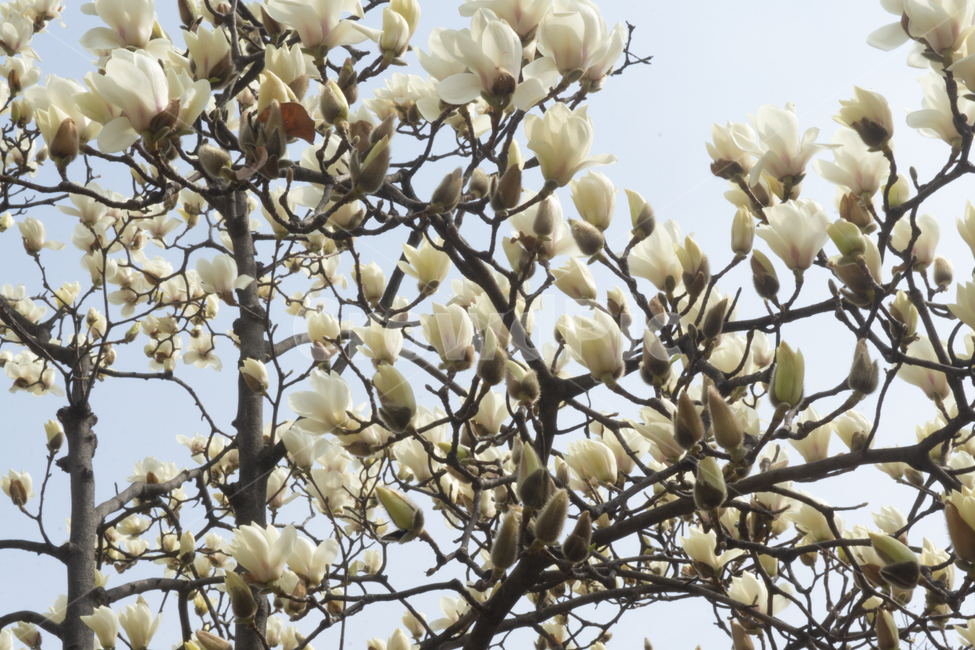 꽃,꽃봉오리,봄,나무,자연,봄,계절,spring,season,식물,자연,plants,nature,꽃,flower,plant