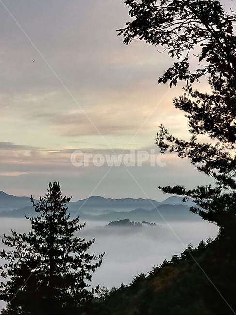plant,식물,tree,나무,산,mountain,운해,풍경,배경화면,자연,풍경,nature,landscape