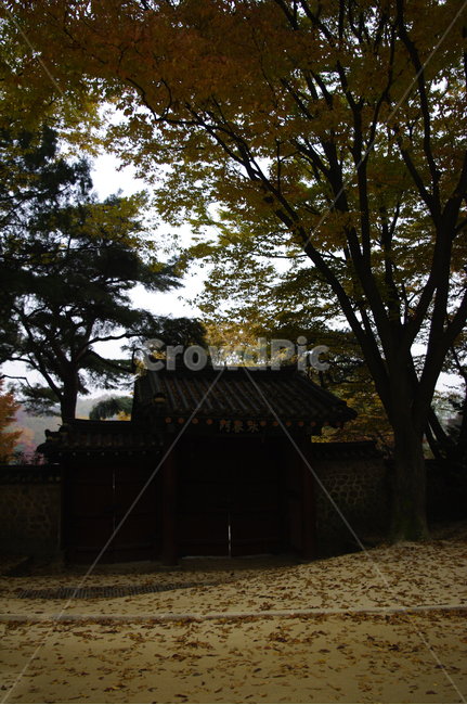 창덕궁후원,고궁,건축,전통건축,traditional,전통,가을,fall,나무,식물,plant,단풍,낙엽,가을,계절,fall,autumn,season,한국전통,한국문화,korean traditional,korean culture