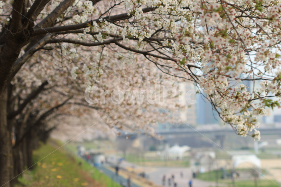 꽃,봄,flower,spring,벚꽃,cherryblossoms,안양천,봄,계절,spring,season,식물,자연,plants,nature,나무,trees,wood,plant,blossom,cherry blossom