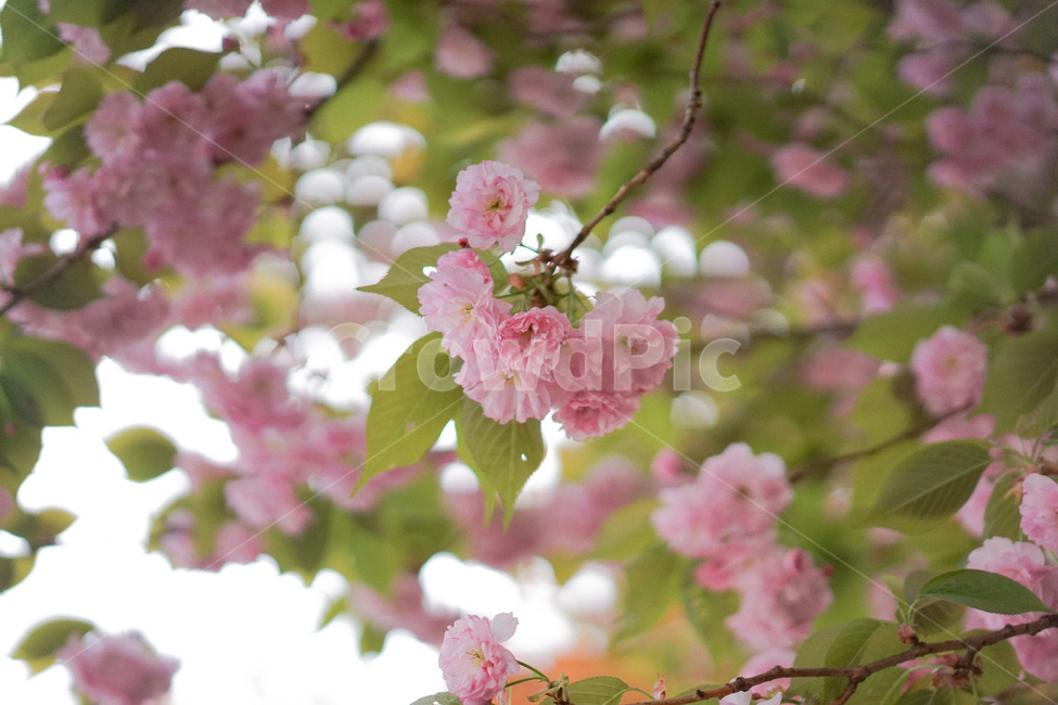 겹벚꽃,벚꽃,사쿠라,봄꽃,분홍꽃,spring,봄,계절,spring,season,식물,자연,plants,nature,꽃,flower,plant,blossom