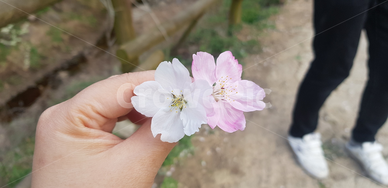 꽃,flower,daffodil,봄,blossom,plant,벚꽃,사람,인간