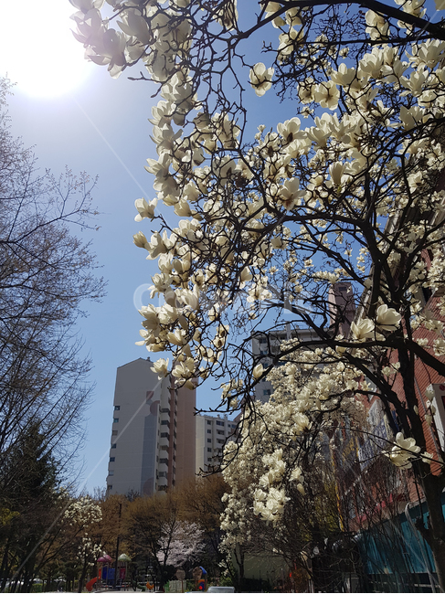 식물,flower,꽃,blossom,나무