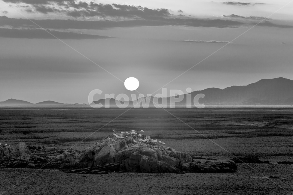 영종도,낙조,철새,환경,석양,하늘,문양,무늬,갯벌,자연,풍경,nature,landscape,한국자연풍경,한국자연경관,korea nature landscape,동물,animal,조류,새,birds,흑백,모노톤,monochrome,black and white,outdoors,옥외