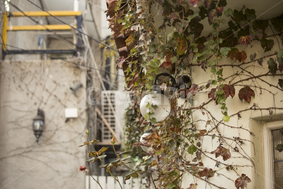 풍경,가을,혜화,카페,나뭇잎,식물,자연,plants,nature