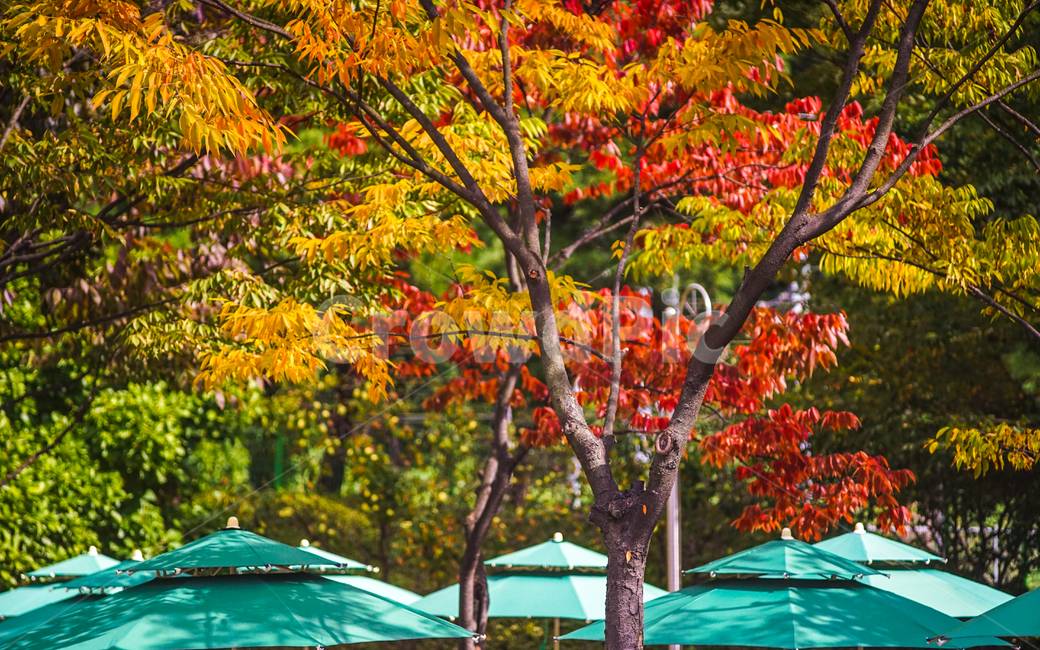 가을,단풍,숲속,나무,식물,공원,자연,나뭇잎,가을,계절,fall,autumn,season,leaf,잎,plant,tree,maple