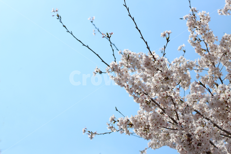 벚꽃,봄,나무가지,하늘,벚꽃나무,봄,계절,spring,season,식물,자연,plants,nature,꽃,flower,plant,blossom
