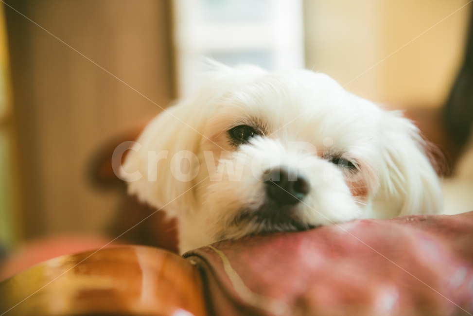 말티즈,애완견,애견,반려견,pet,동물,반려동물,동물,animal,포유류,mammal,개,강아지,dog,doggy,감성,sensible,feeling