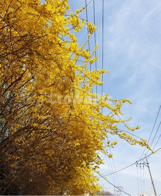 봄,개나리,꽃,풍경,flower,구름,sky,하늘,전선,노란색