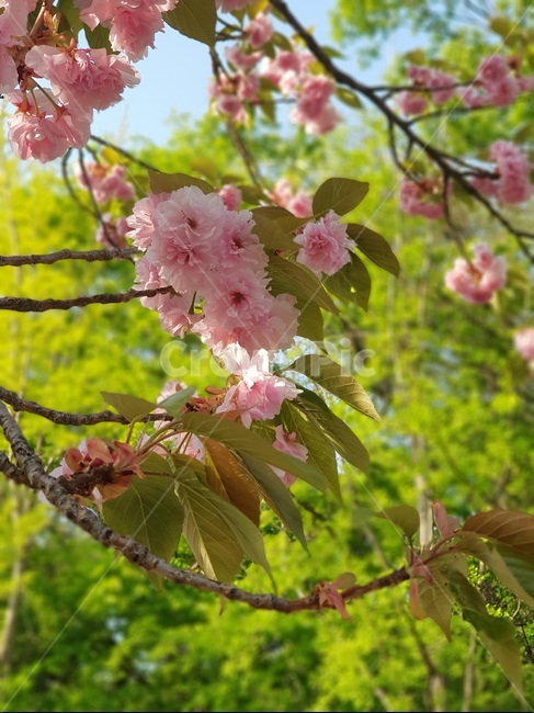 왕벚꽃,벚꽃,봄,벚나무,봄꽃
